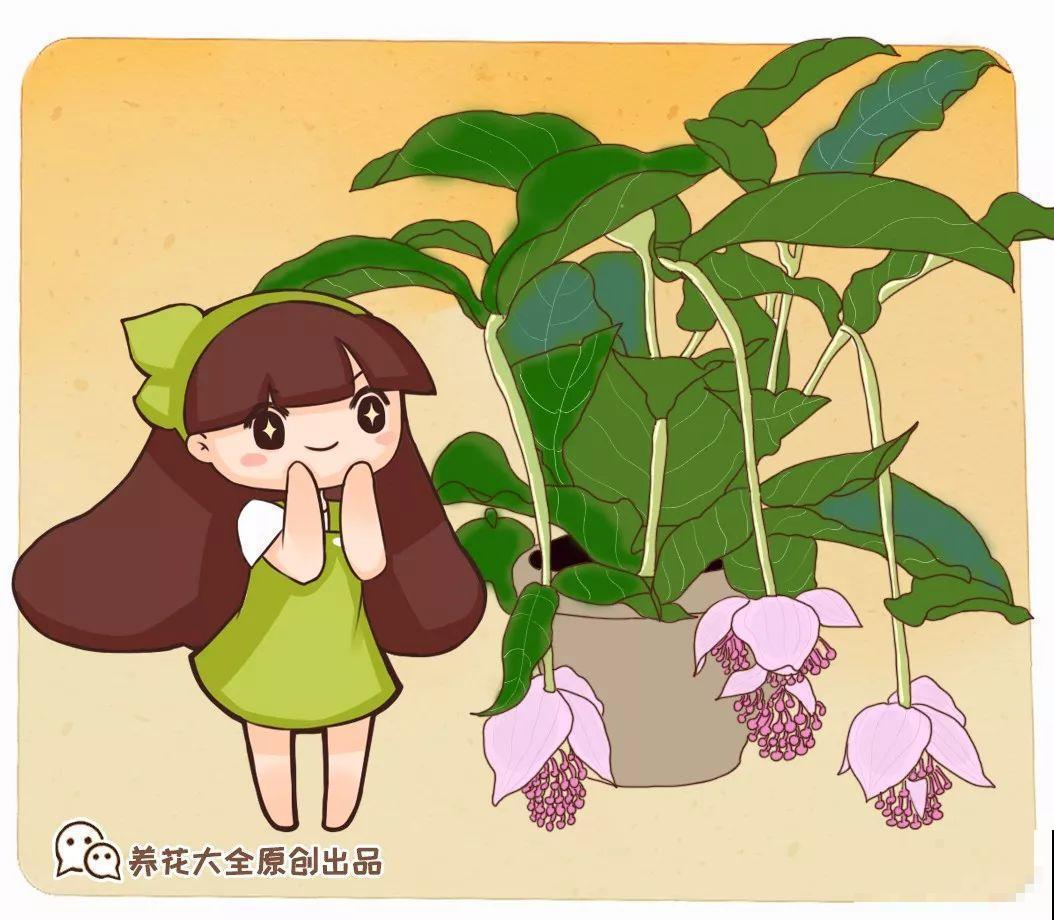 10种花最娇贵，开花如美人，看见就想搬回家！