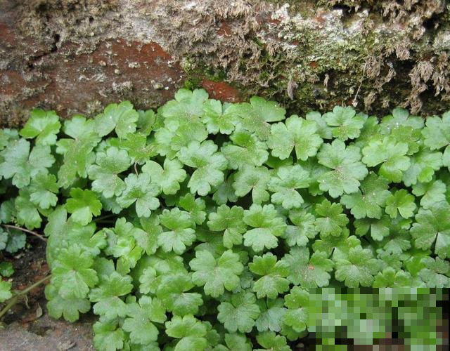 盆面都铺啥？这5种可是宝贝，专门护着兰花长个！