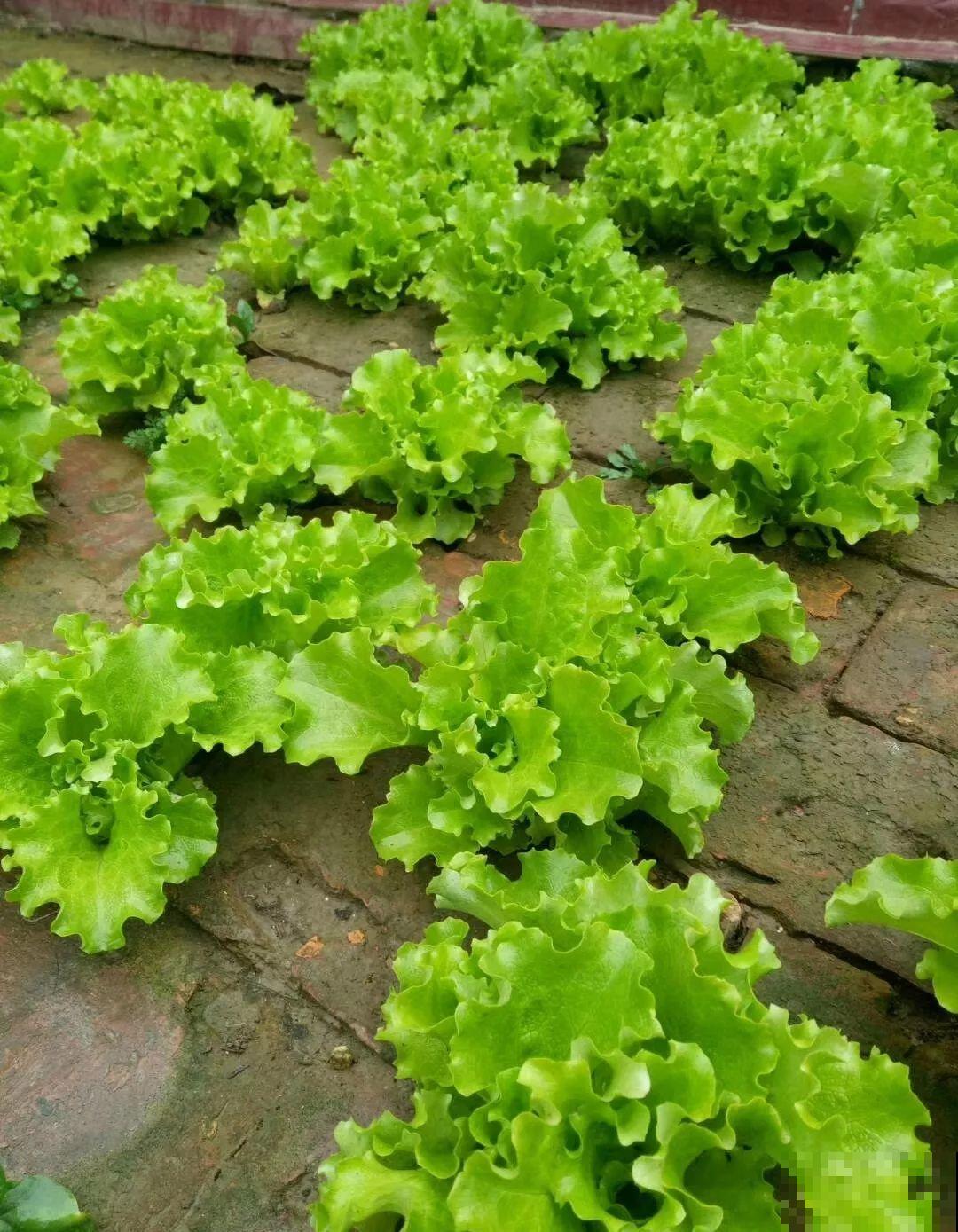 养花种菜，连墙缝都不放过，满墙多肉，羡煞旁人！