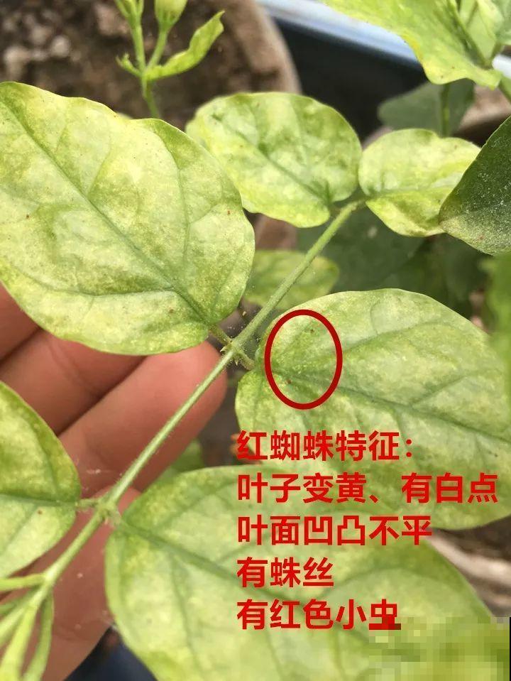 这10种花，年年收空盆，没点经验还真不敢养！