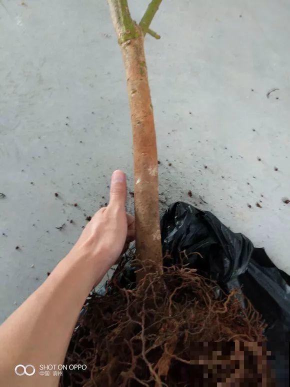 这么贵的花，路边扔了一大堆，丢人也要捡！