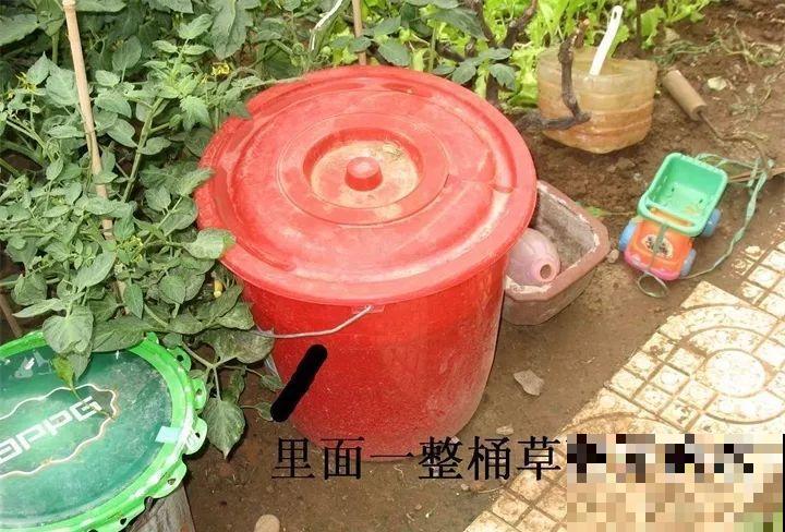 最难养2种的花，盆底垫上它，叶子油亮狂冒花苞！