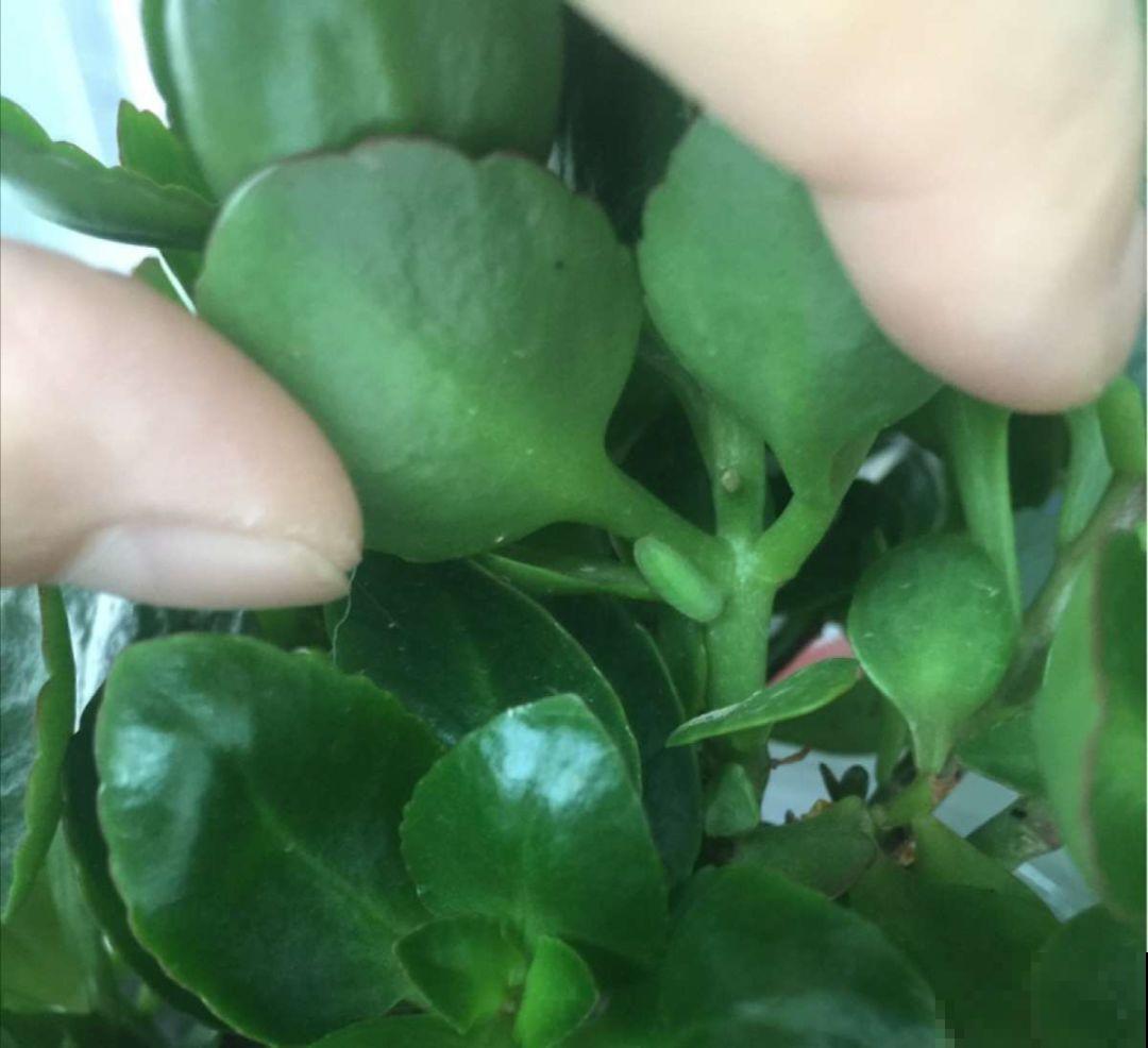 院子没有，自己动手改造一下小露台，花园梦还是可以实现的！