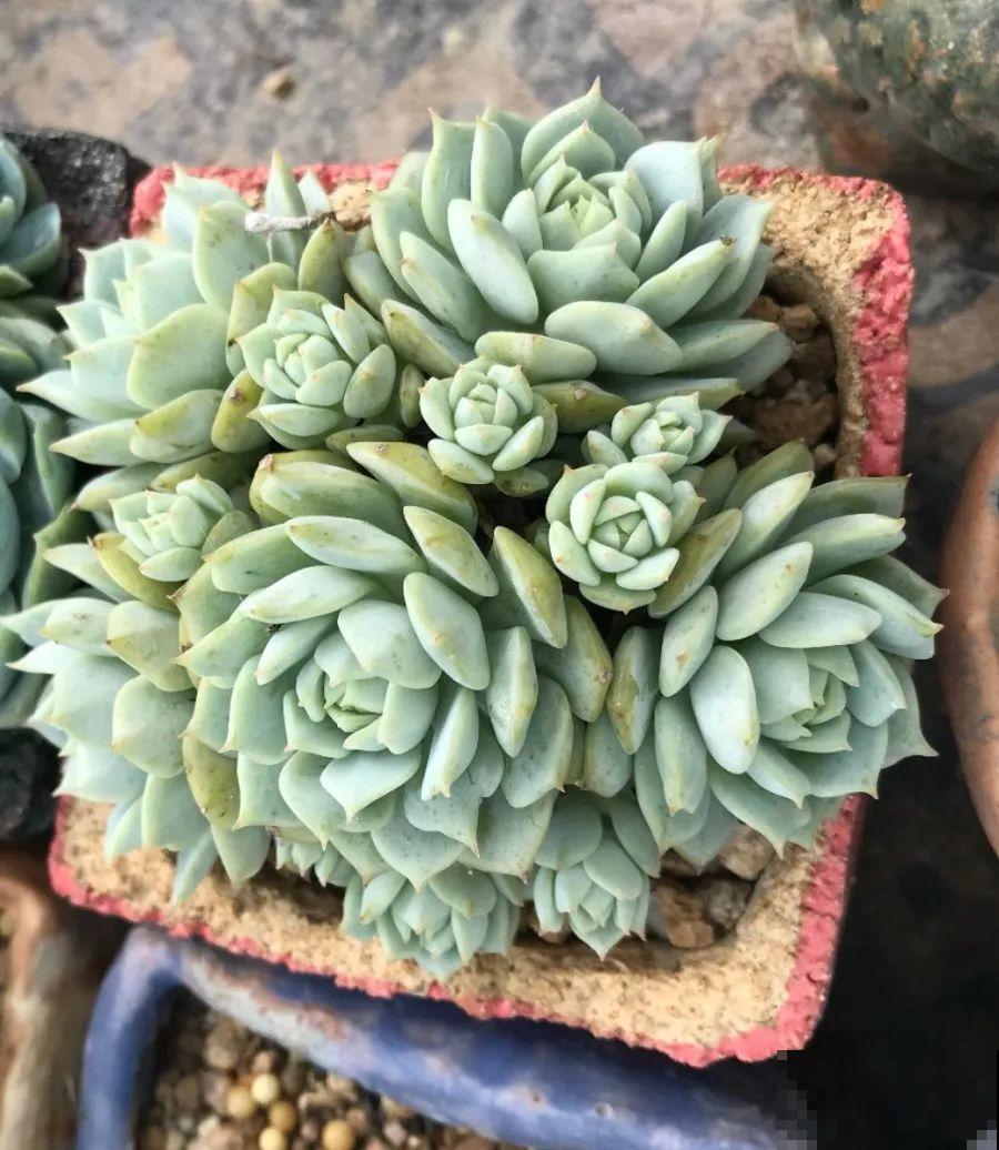 这5种多肉最难养，夏天还没过完就挂，新手慎入！