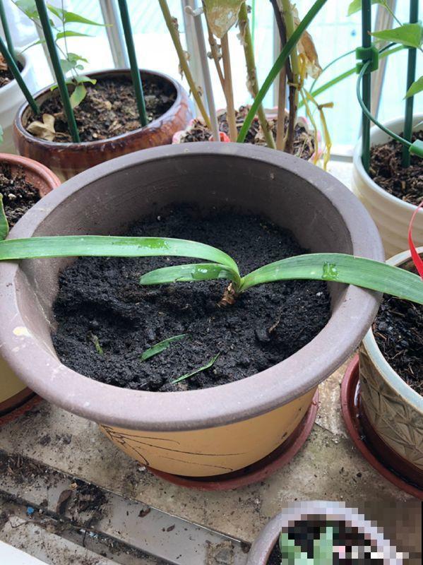 家里有这8种花，现在最容易死，别乱浇水！