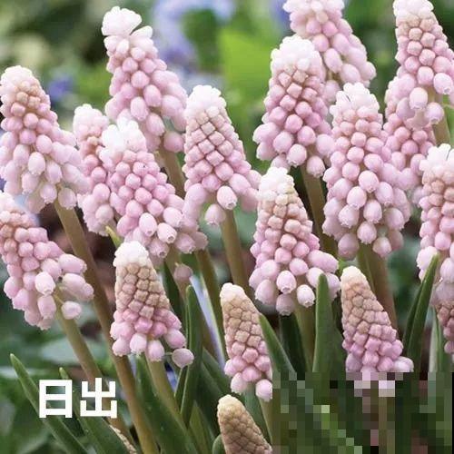 今年养盆便宜花，明年丰收一大筐，省了不少钱！