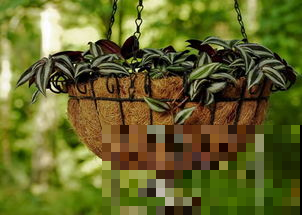 家居绿植你都知道吗？轻松一养，让你的家提高一个档次！