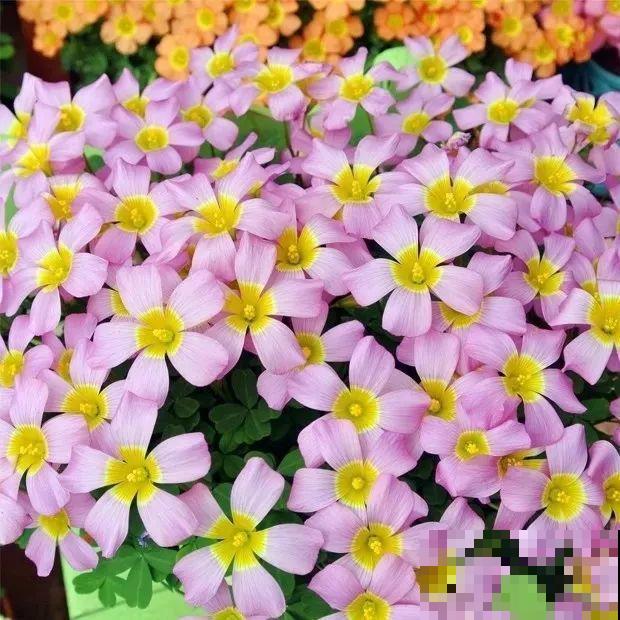 这花埋土里，不用剪就开爆，来年挖出来种球数翻10倍！
