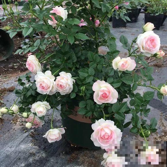 这花一年能开8个月，开完剪，剪完开，养花人都爱它！