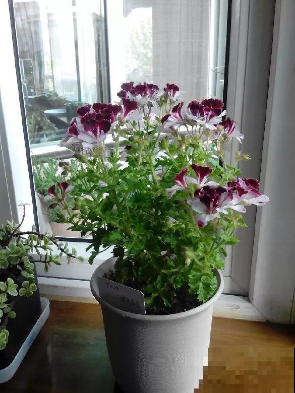 谁说这花夏必死？剪一刀添点土，立秋呼呼长新叶！