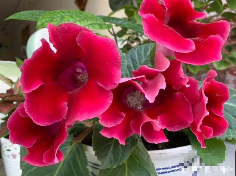 这花超耐阴，1片叶子扦插8盆，开起花来就没停过！