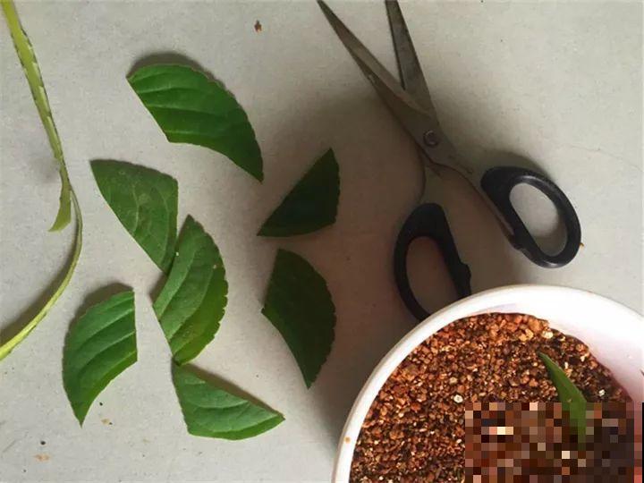 这花超耐阴，1片叶子扦插8盆，开起花来就没停过！