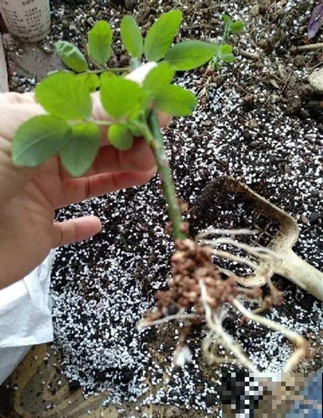 3种花就要现在扦插，越热生根越快，再晚就要等明年了！