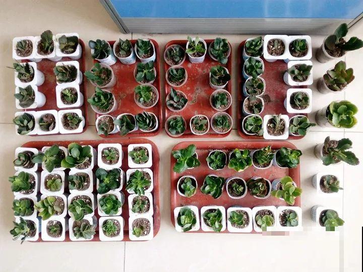 现在扦插最好活，这8种花，插多少活多少！