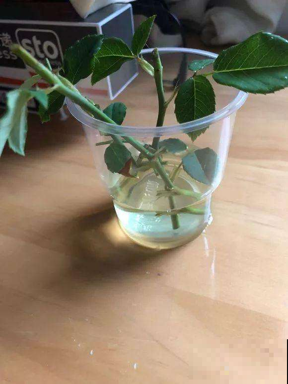 路边捡根不起眼的树枝，剁碎泡水灌花盆里，再蔫的花也能焕发青春