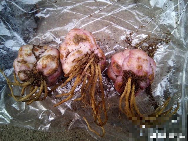 会休眠的12种花，想要安全度夏就别折腾，越浇水死的越快！
