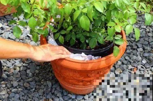 夏天养花不注意防晒，变黑长斑，小心最后只能收空盆！