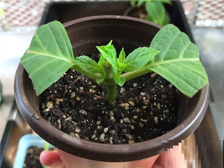 现在扦插最好活，这8种花，插多少活多少！