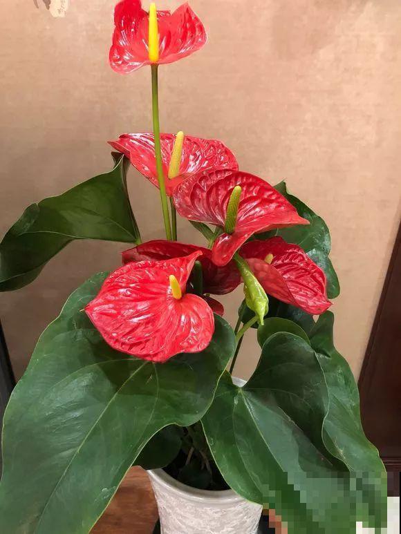 这花耐阴又吉祥，一片叶子巴掌大，比绿萝耐看多了！