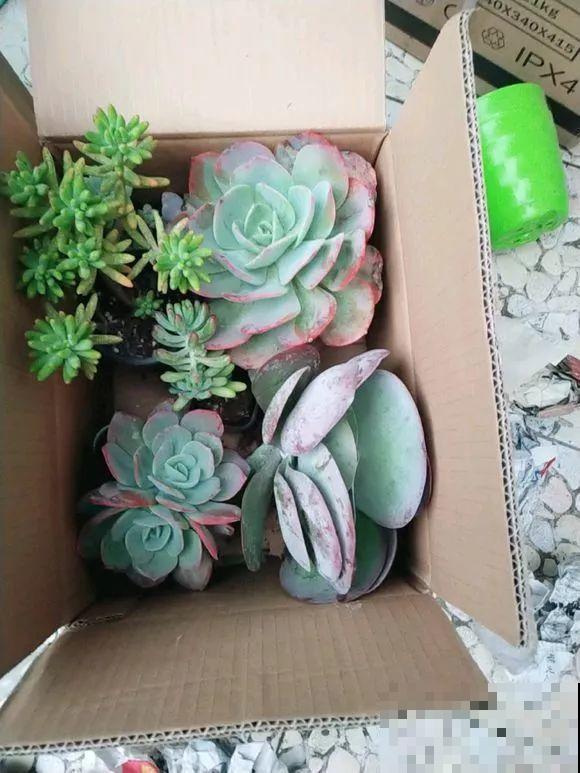 这么贵的花，路边扔了一大堆，丢人也要捡！