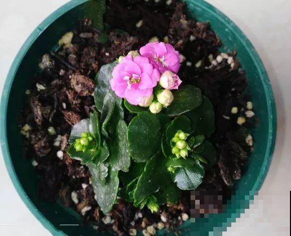 入秋就养这种花，剪一刀满头冒花苞，一开大半年！