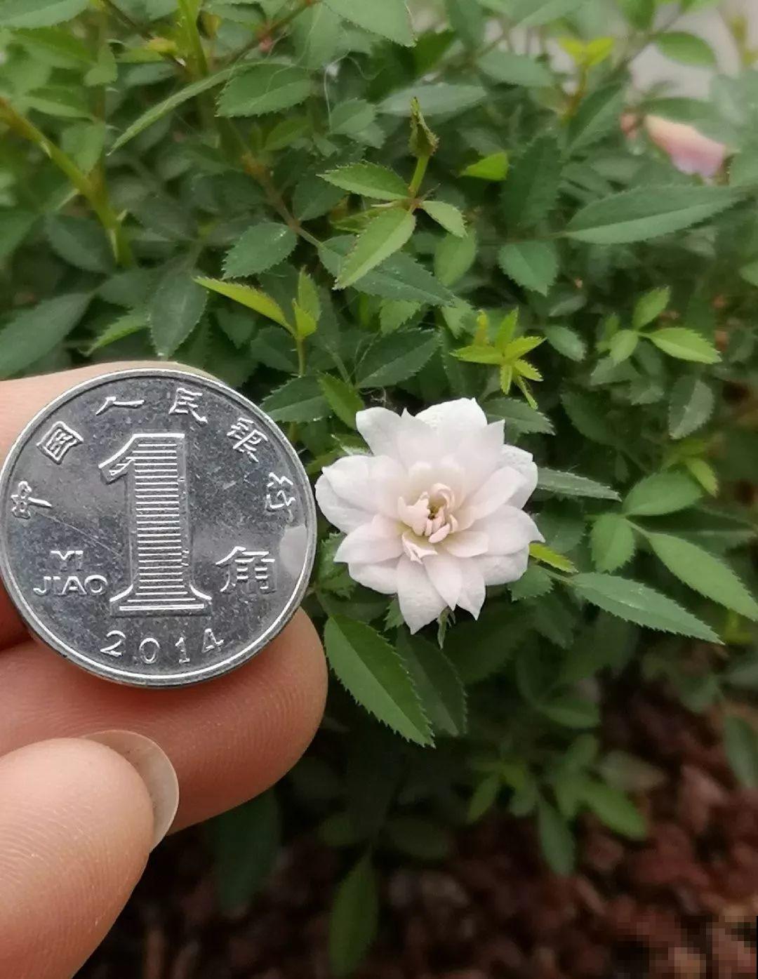 这花巴掌大，盆越小越挤，长得越旺盛！