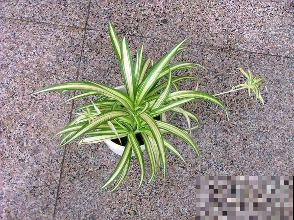 10种耐阴又好养的花，叶子油亮还茂盛，就是一个天然的净化器！