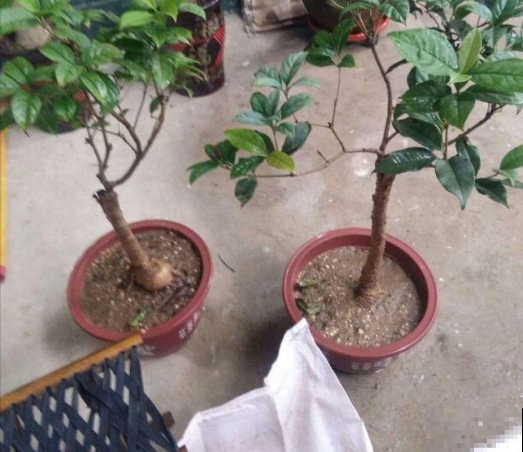 秋天必养的花，堪称活香水，养1盆香味飘10里！