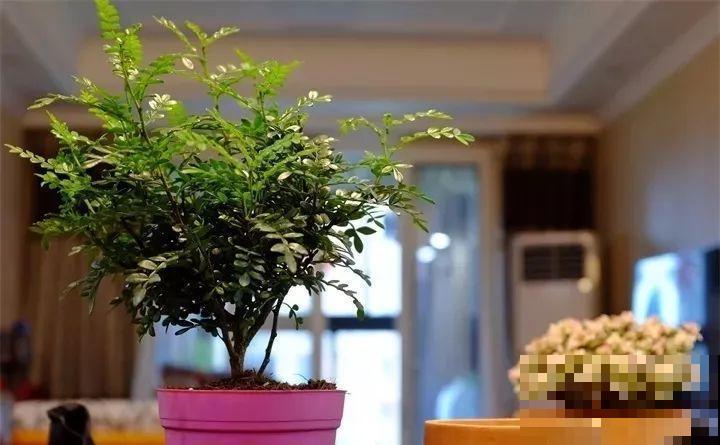 80种耐阴花，光线不好照样养的活，新手的救星！