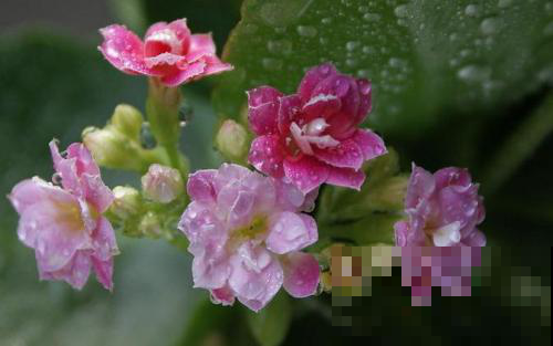 长寿花咋还不开呢？赶紧关进小黑屋，两天憋出一脑袋大花苞！