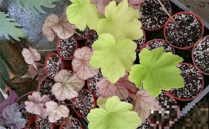10种花扦插技巧，没事的时候插两盆，多到阳台都放不开！