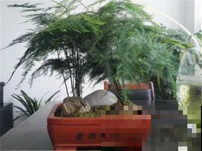 能爬10米高的花，夏天变成绿瀑布，看着就凉快！