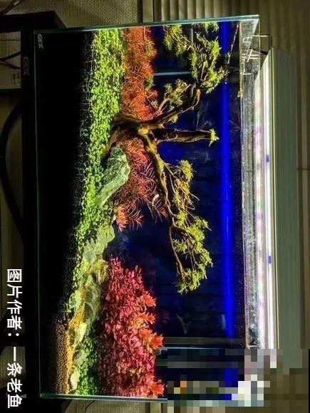 夏天就得养它，扔水里长一缸，7天美成一幅画！