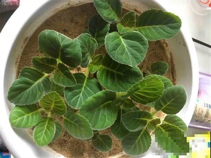 这花超耐阴，1片叶子扦插8盆，开起花来就没停过！