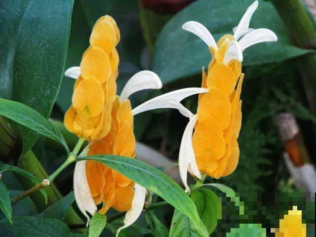 这花长得像大虾，看着就很有食欲，可在东北人这都是“苞米”！