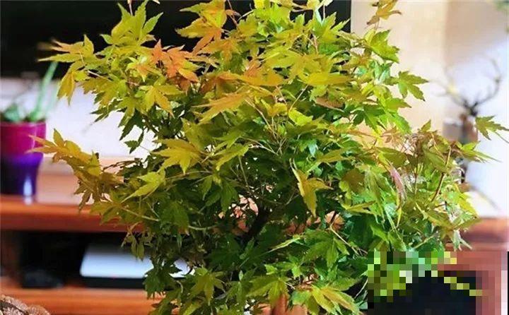 80种耐阴花，光线不好照样养的活，新手的救星！