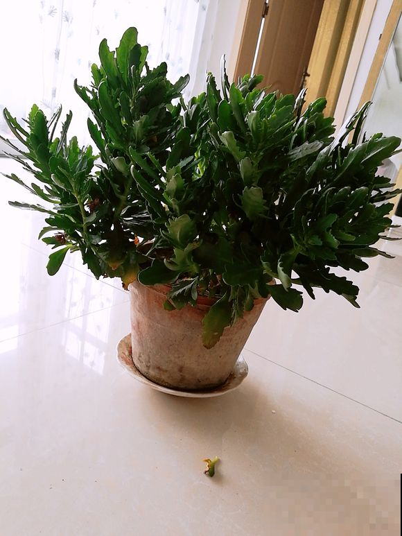 长寿花越养越瘦？立秋之后，就别再饿着人家了！