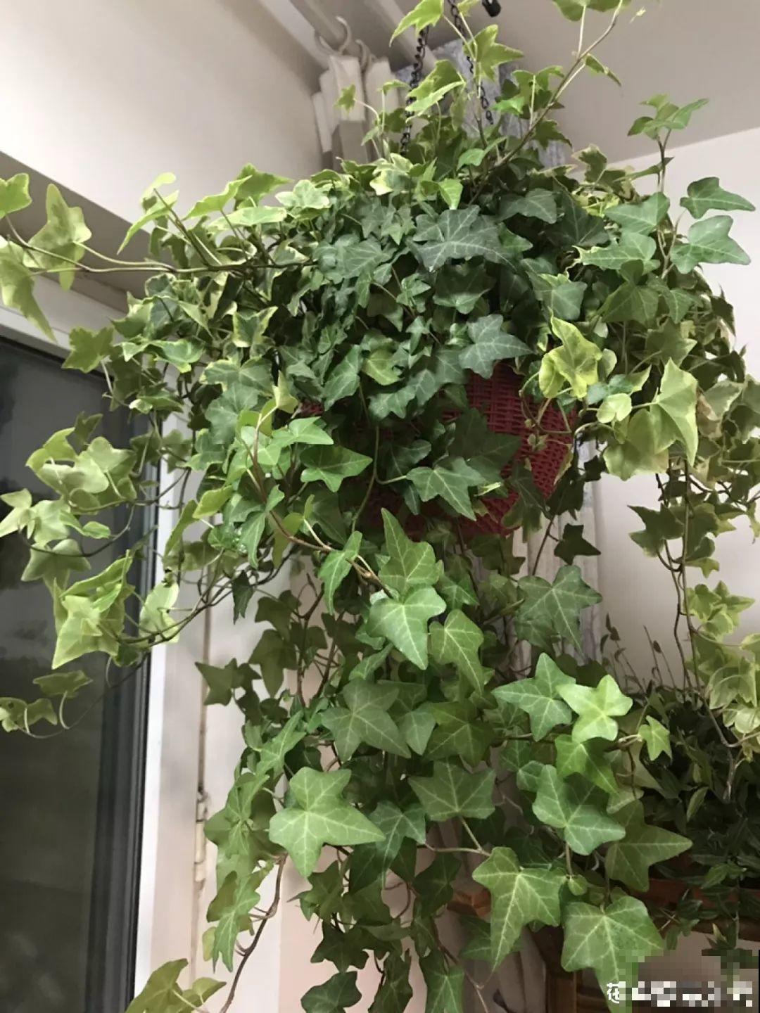 30种常见花的夏季浇水方法，告别烂根黄叶，养花无忧！