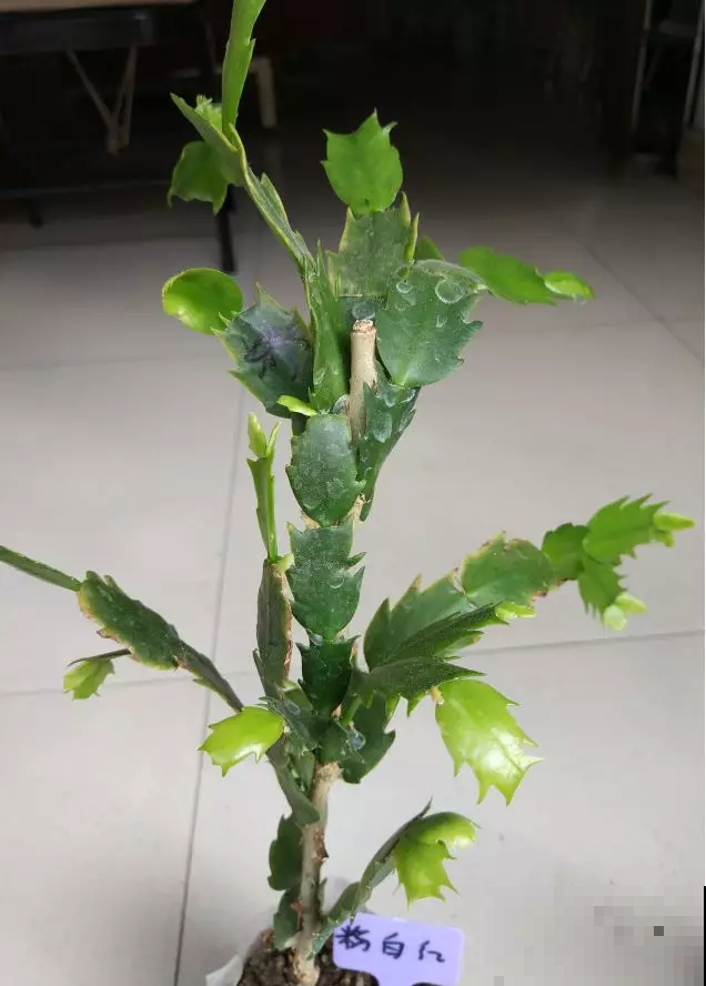 这东西和蟹爪兰天生一对，嫁接百分百活，轻松变身蟹爪兰大树！