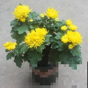 菊花咋突然黄叶一大片？要是不赶紧做这事，秋天别想赏菊！