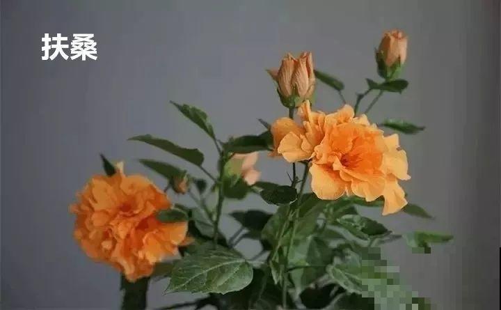 10种以假乱真的花，买花时睁大眼，免得被骗！