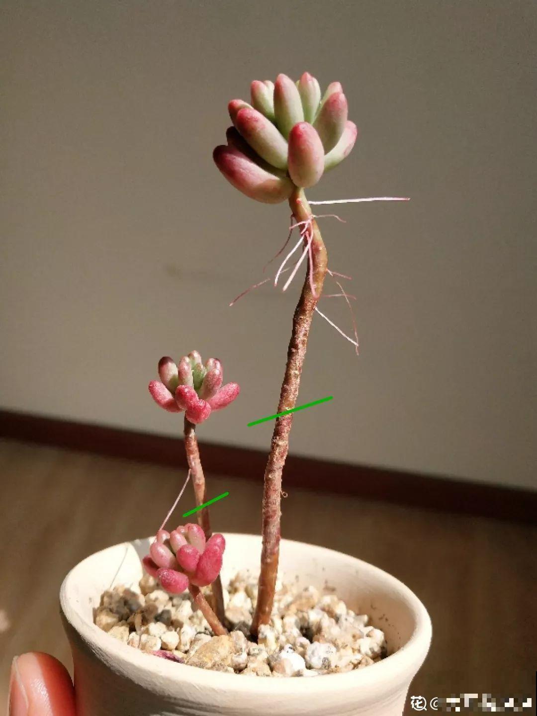 多肉秋天砍一刀，密密麻麻冒侧芽，一个月就挤爆盆！