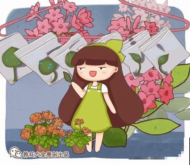 10种花扦插技巧，没事的时候插两盆，多到阳台都放不开！
