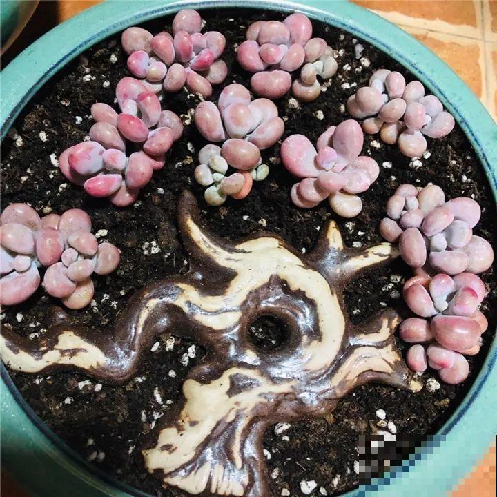 99种多肉创意拼盘，全都送给你，老物件上种肉也别有一番趣味！