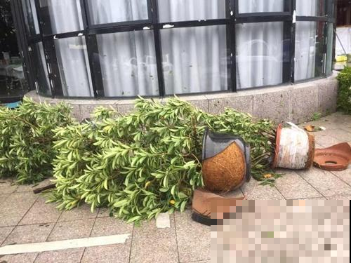 台风天养花必须做到的三件事，否则好花变烂叶，救都救不回来！