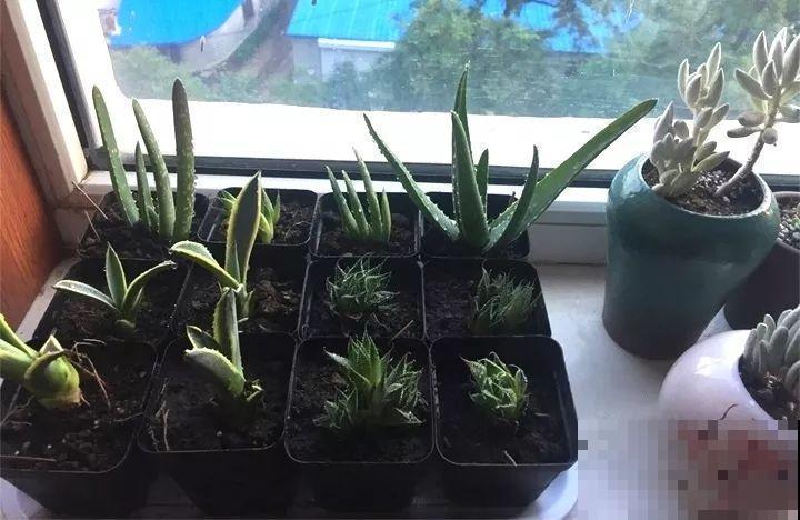 80种耐阴花，光线不好照样养的活，新手的救星！