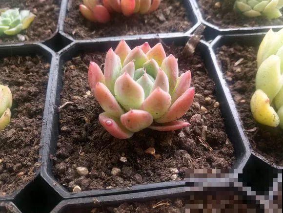 买多肉也别买这几种，回家养2天就不行了，白花钱！