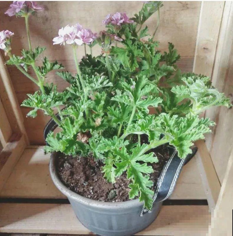 家里客厅摆上两盆花，净化空气还增湿，太赚了！