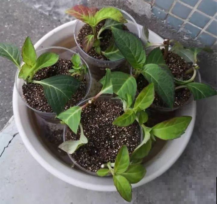 家里养这花，8月底必须剪，不然明年甭想赏花啦！