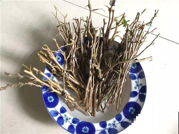 现在扦插最好活，这8种花，插多少活多少！